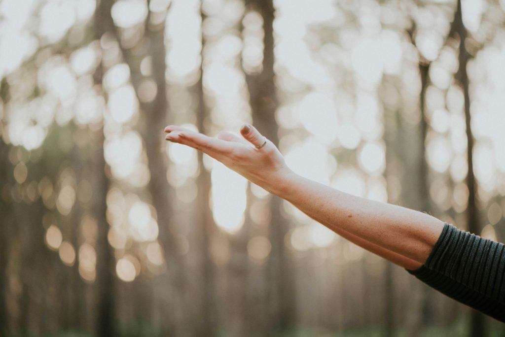 An arm extending out in the middle of a calm forest